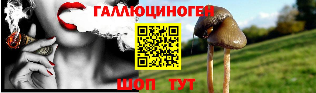 Псилоцибиновые грибы Psilocybine cubensis Белореченск